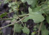 Rumex hastifolius