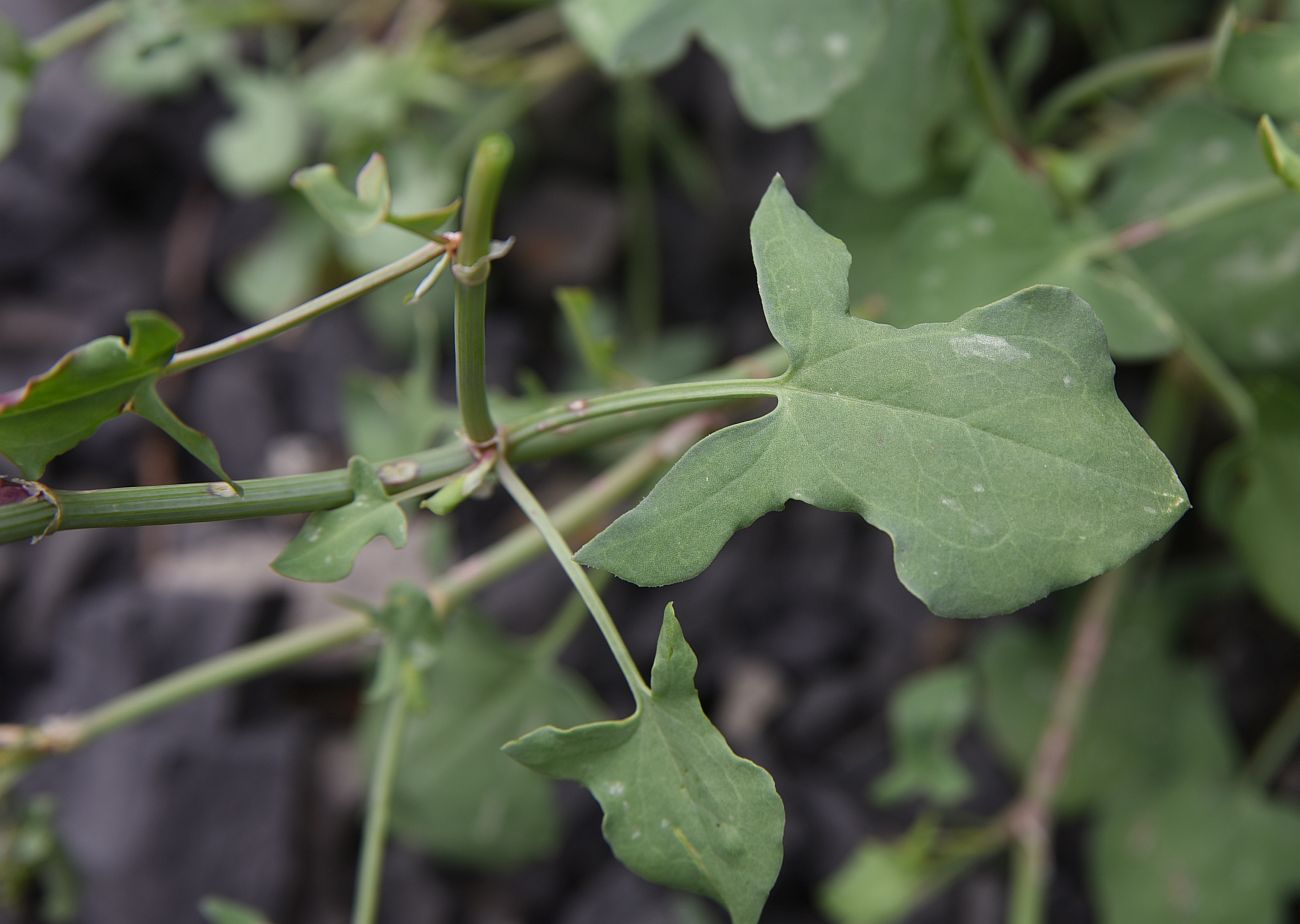 Image of Rumex hastifolius specimen.