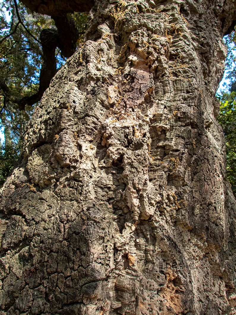 Image of Quercus suber specimen.