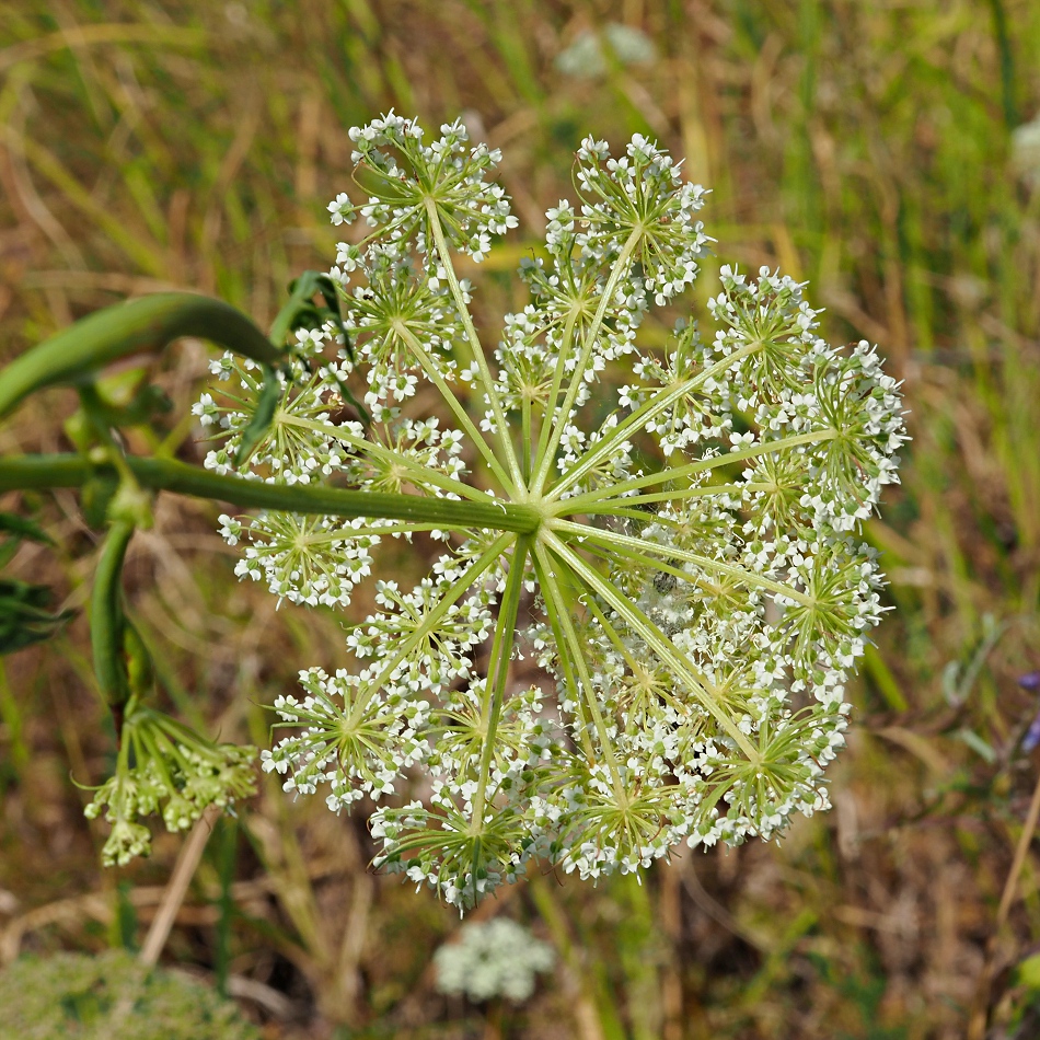 Image of Kadenia dubia specimen.