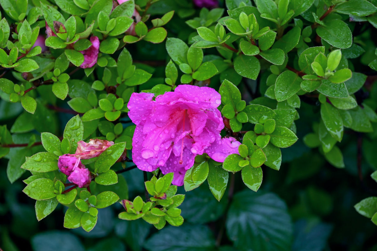 Image of genus Rhododendron specimen.