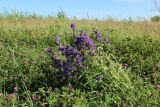 Campanula glomerata. Цветущее растение в зарослях Trifolium medium. Беларусь, Витебская обл., окр. пос. Езерище, зарастающий берёзой (Betula pendula) выкашиваемый суходольный луг. 14.07.2024.