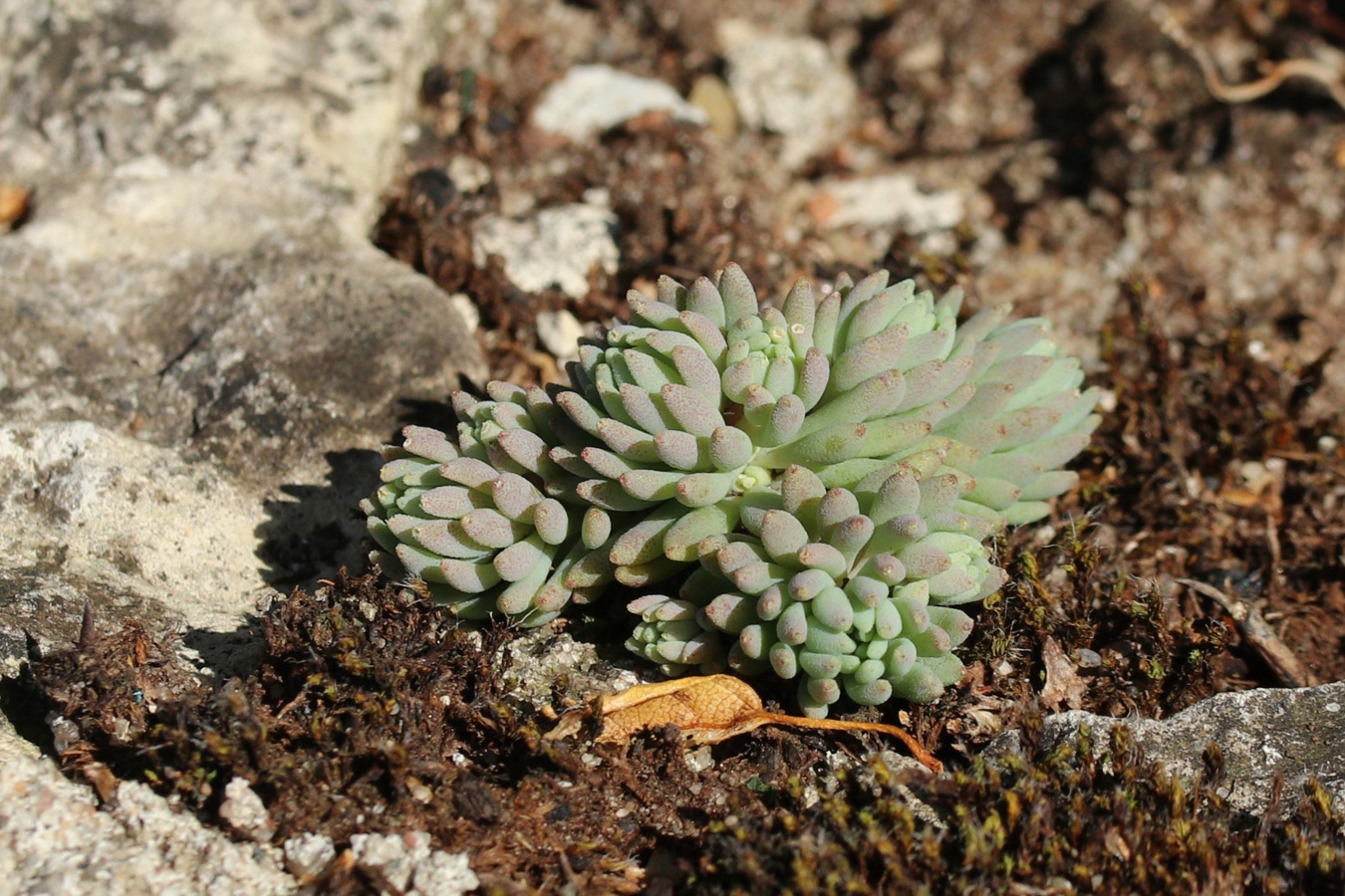 Изображение особи Sedum hispanicum.