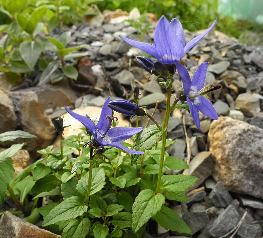 Изображение особи Popoviocodonia stenocarpa.