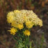 View full-size image Galatella biflora