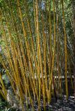 View full-size image Phyllostachys aurea