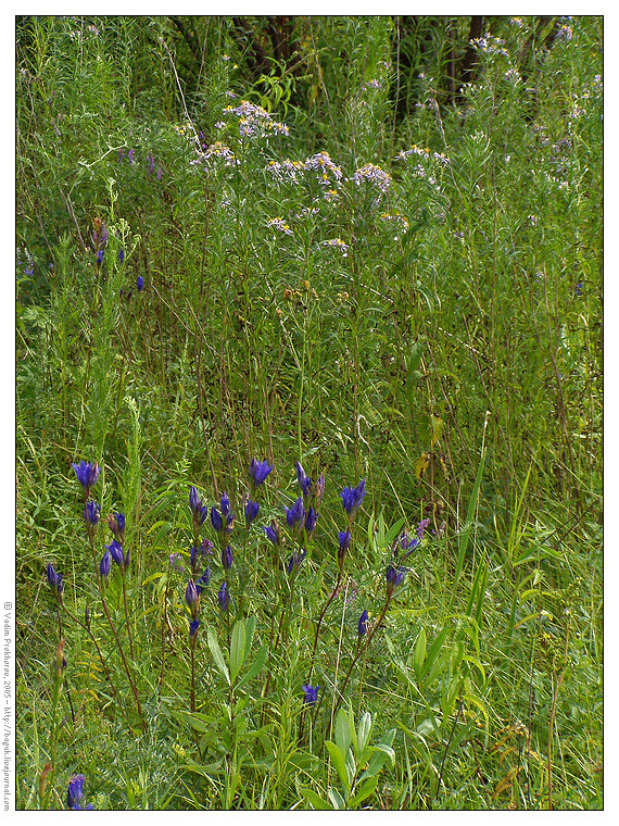 Изображение особи Gentiana pneumonanthe.