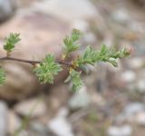 View full-size image genus Crataegus