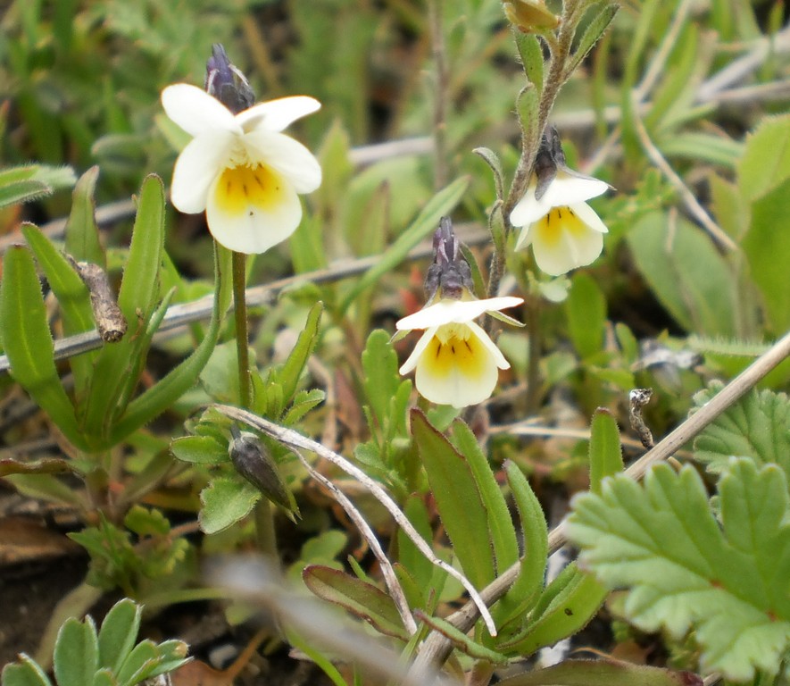 Image of Viola arvensis specimen.