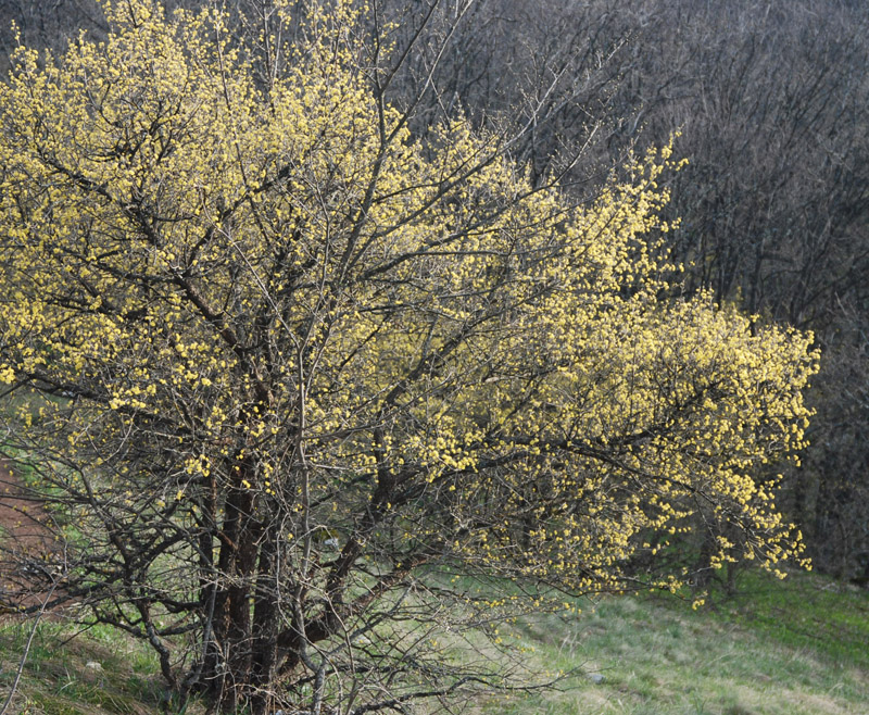 Изображение особи Cornus mas.