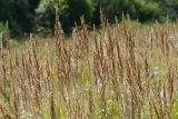 Calamagrostis epigeios. Соцветия. Московская обл., Раменский р-н, окр. дер. Хрипань, луг. 19.08.2006.