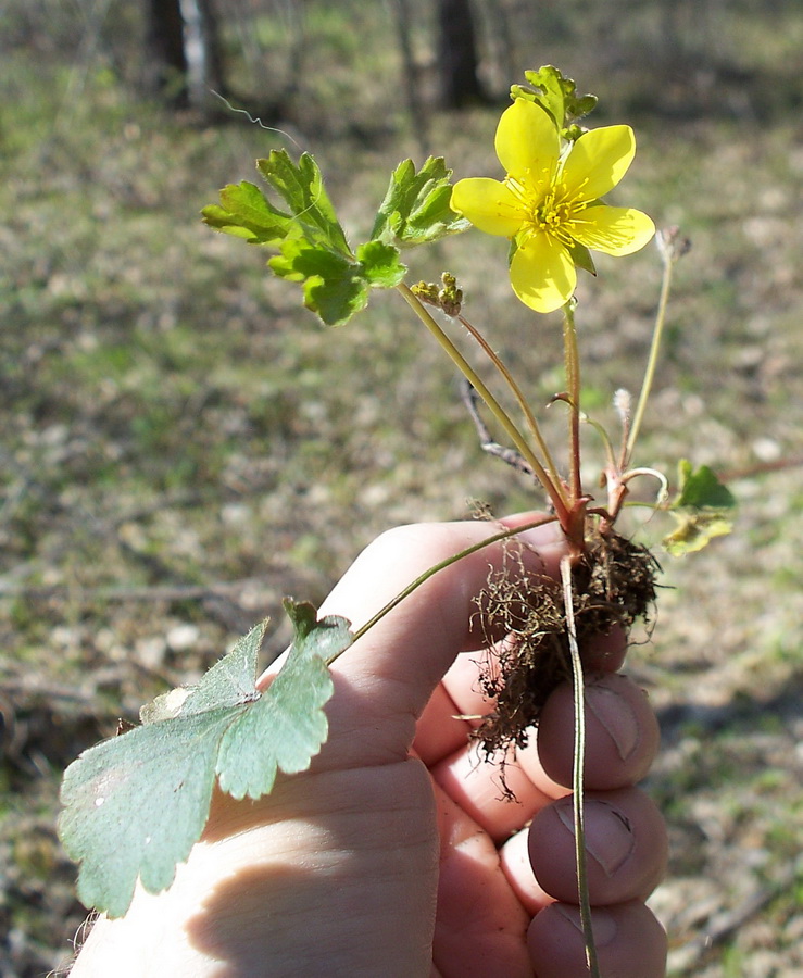 Image of Waldsteinia ternata ssp. maximowicziana specimen.