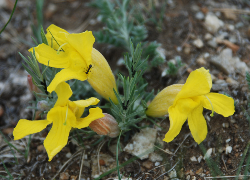 Image of Cymbaria daurica specimen.