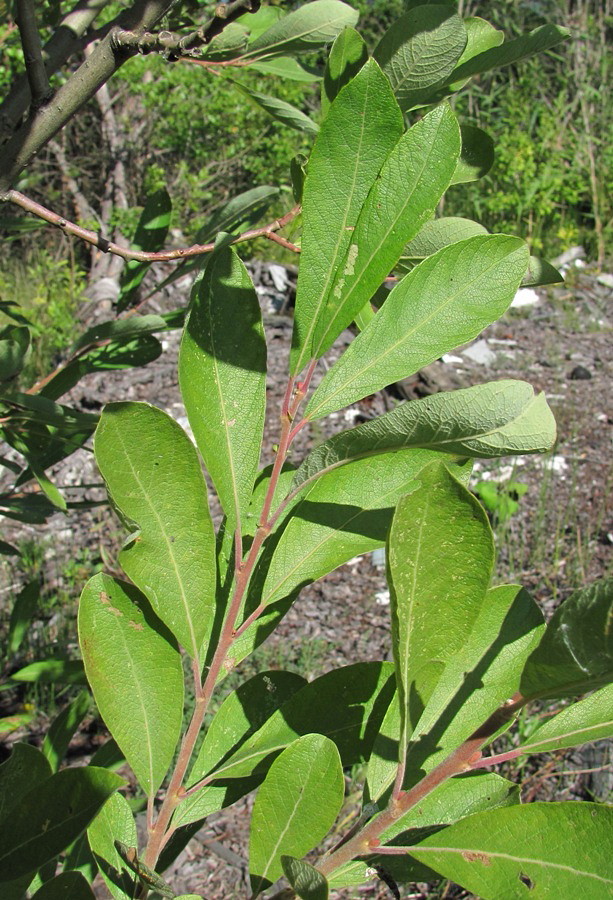 Image of Salix cinerea specimen.