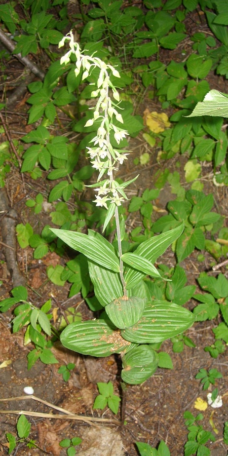 Image of Epipactis helleborine specimen.