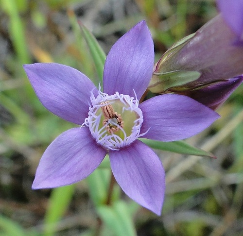 Image of Gentianella amarella specimen.