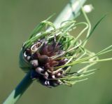 Allium oleraceum