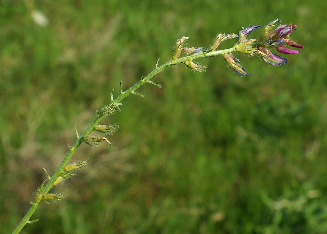 Image of Oxytropis ornata specimen.