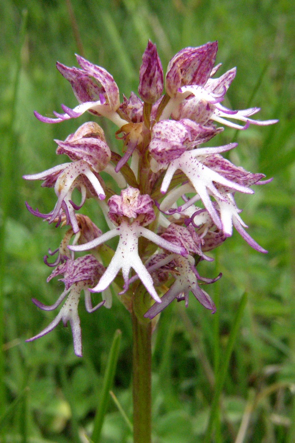 Image of Orchis &times; angusticruris specimen.