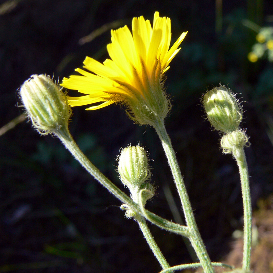 Image of Crepis tectorum specimen.