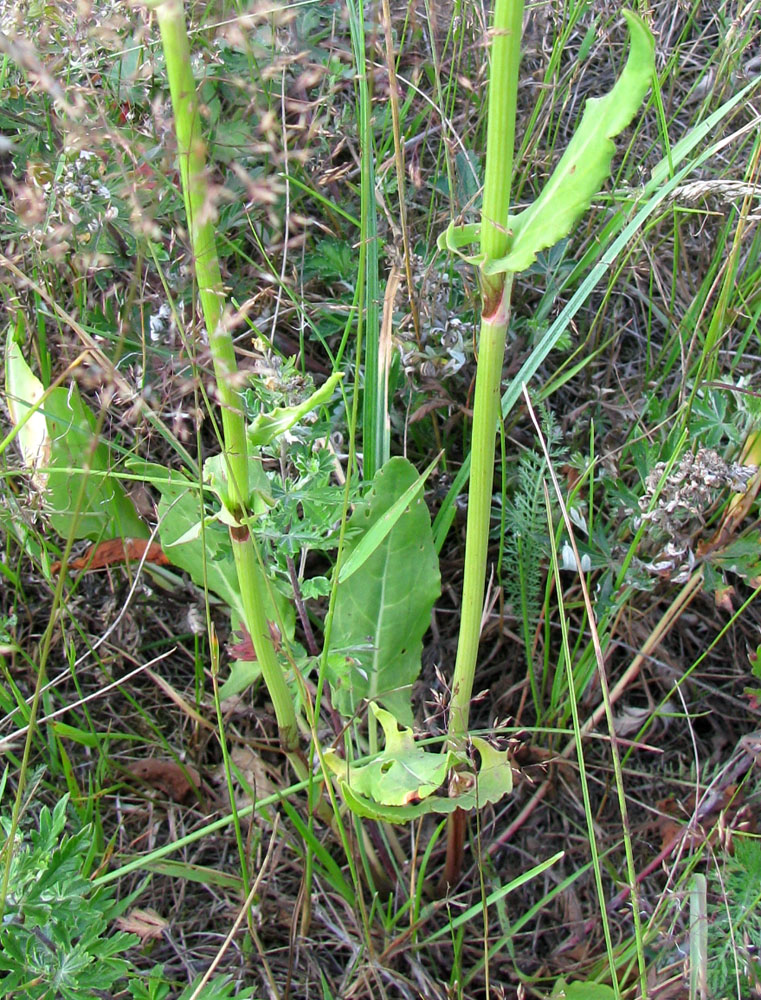 Image of Rumex thyrsiflorus specimen.