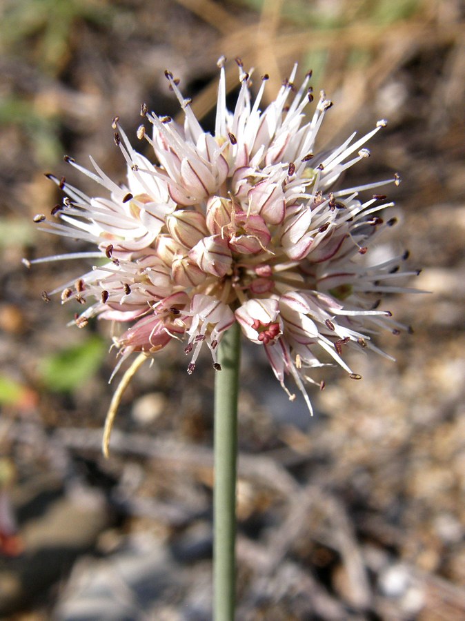 Image of Allium tarkhankuticum specimen.