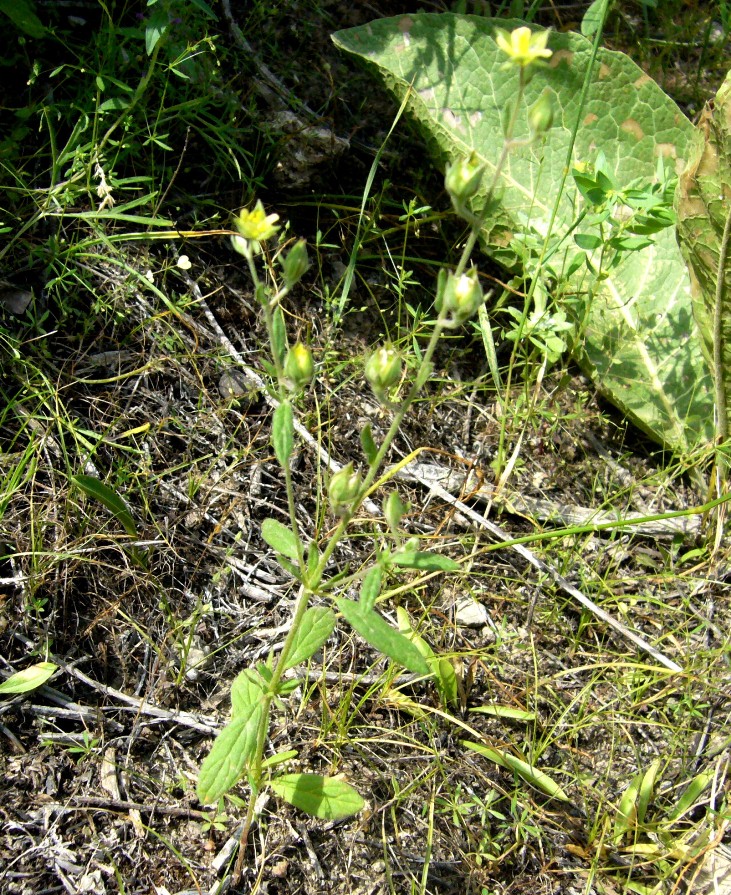 Image of Helianthemum ledifolium specimen.