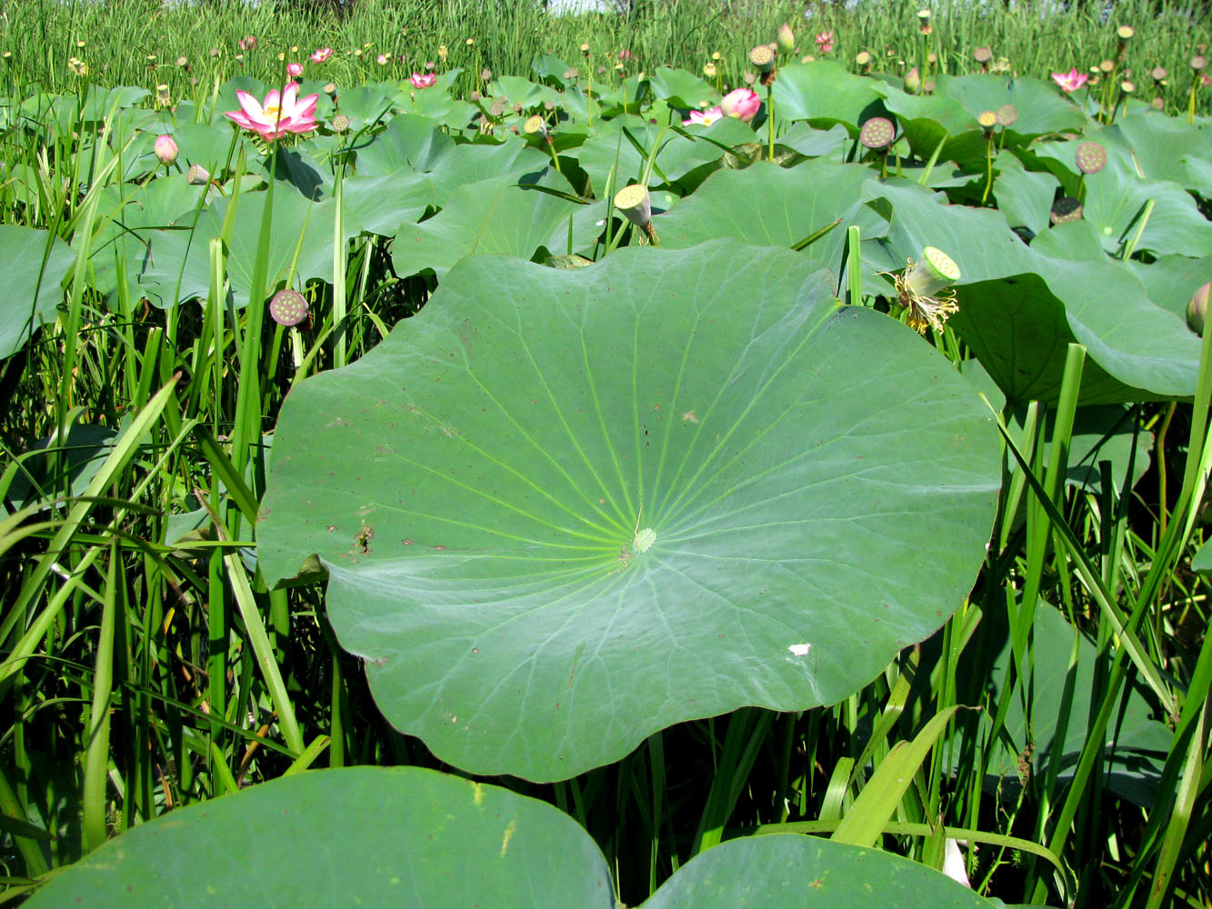 Image of Nelumbo caspica specimen.