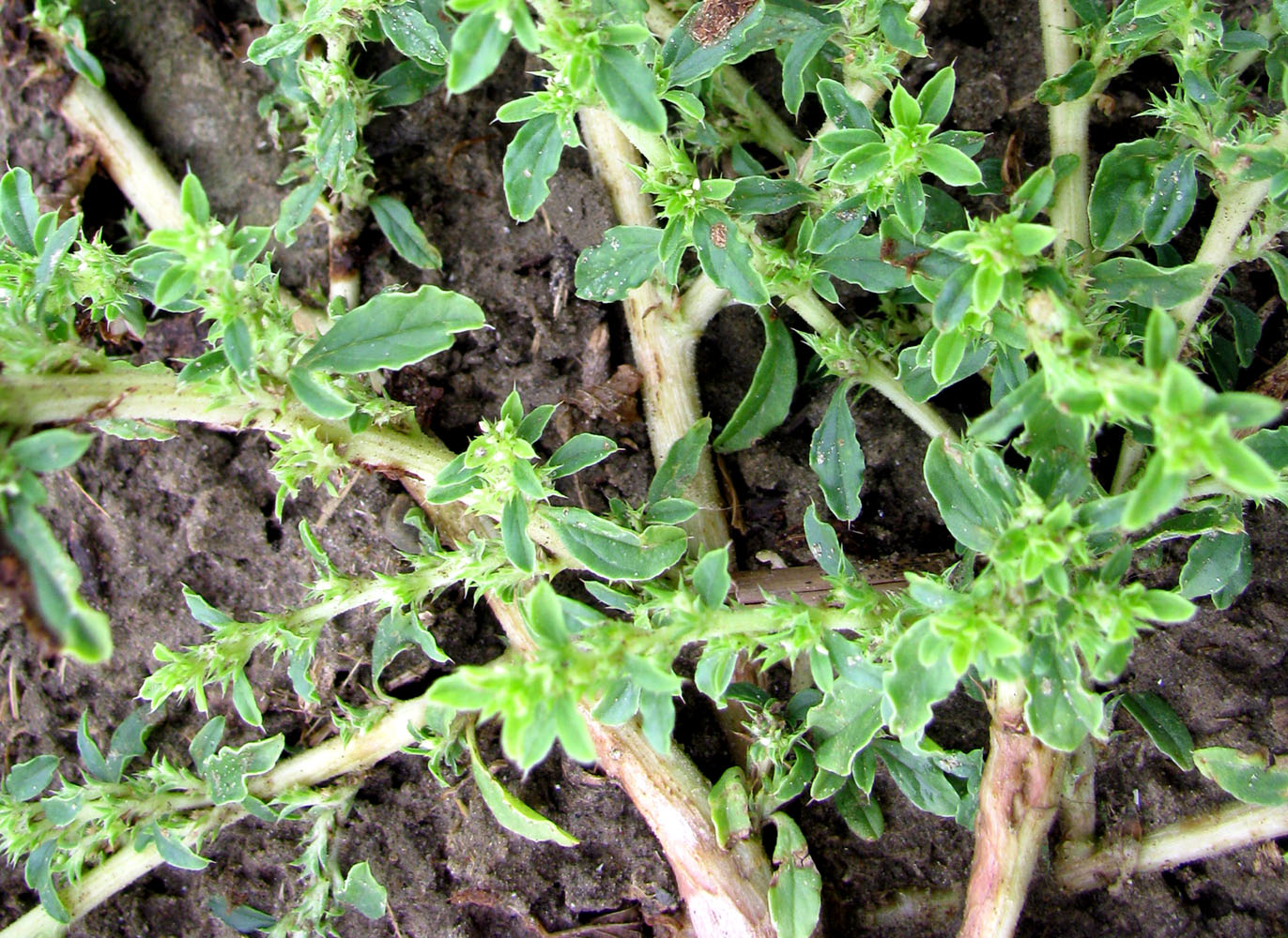 Image of Amaranthus albus specimen.