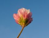 Trifolium philistaeum