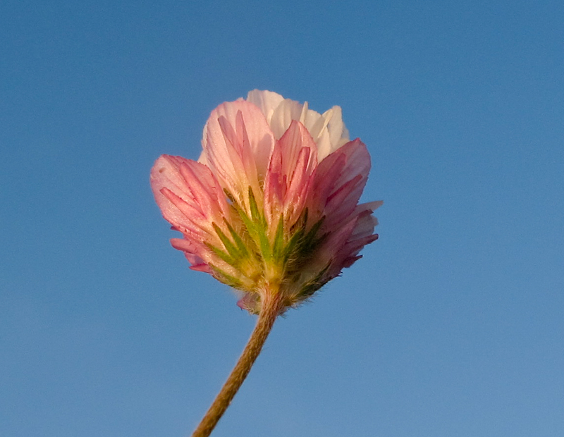 Image of Trifolium philistaeum specimen.