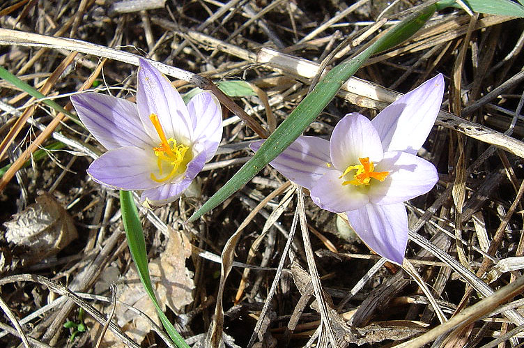 Image of Crocus reticulatus specimen.