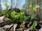 Primula × polyantha