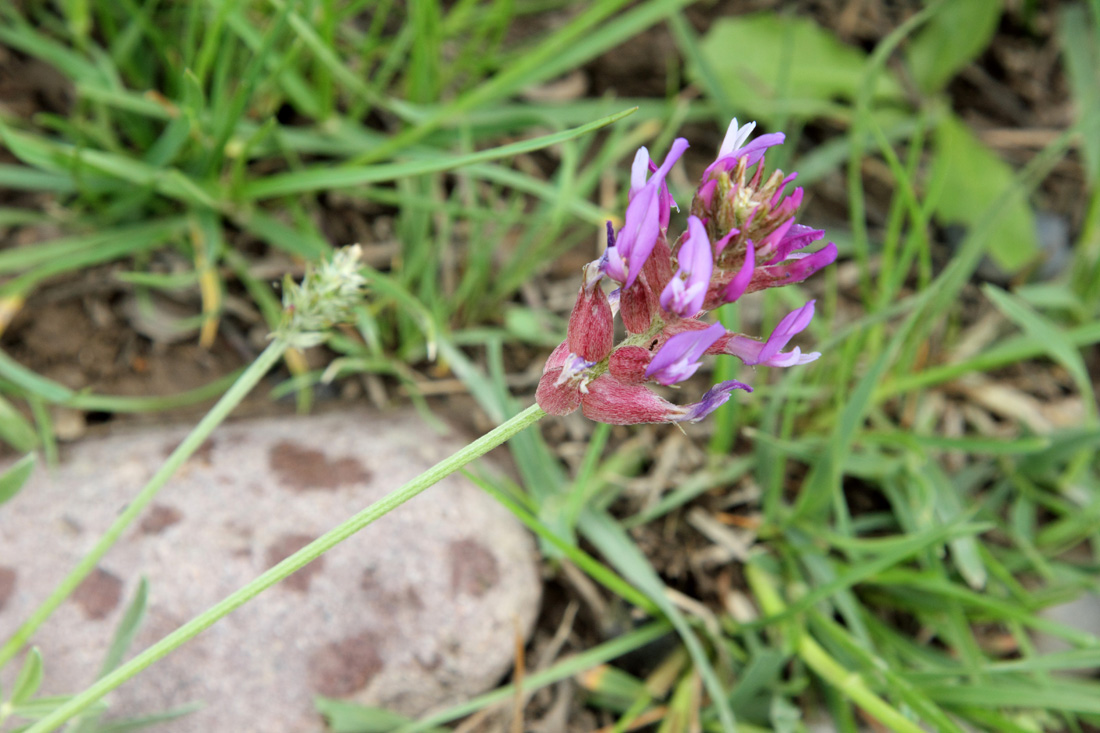 Image of Astragalus pseudonobilis specimen.