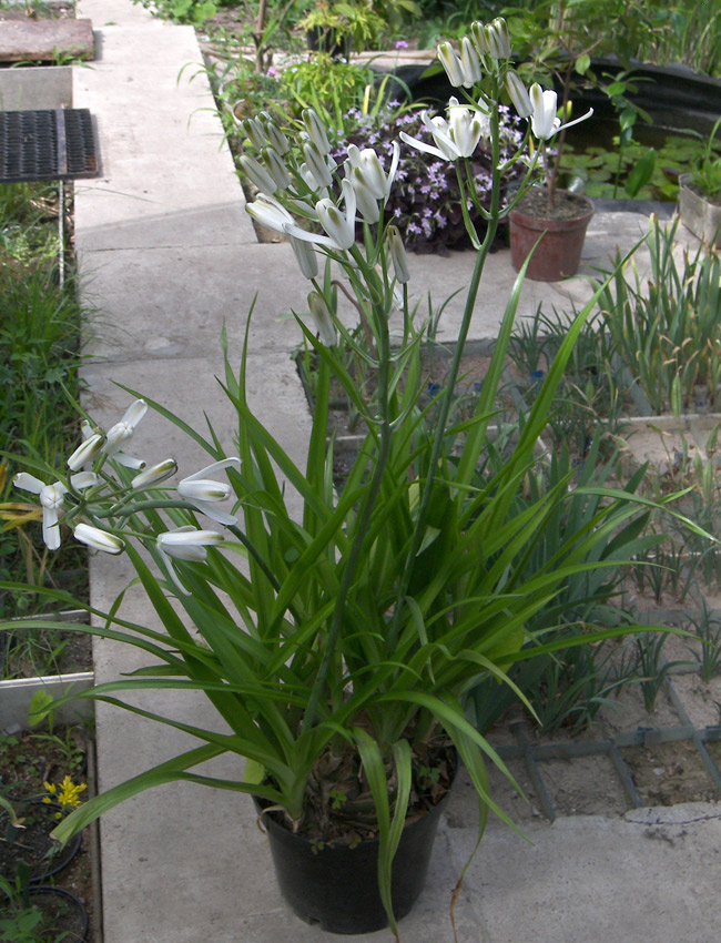 Image of Albuca nelsonii specimen.