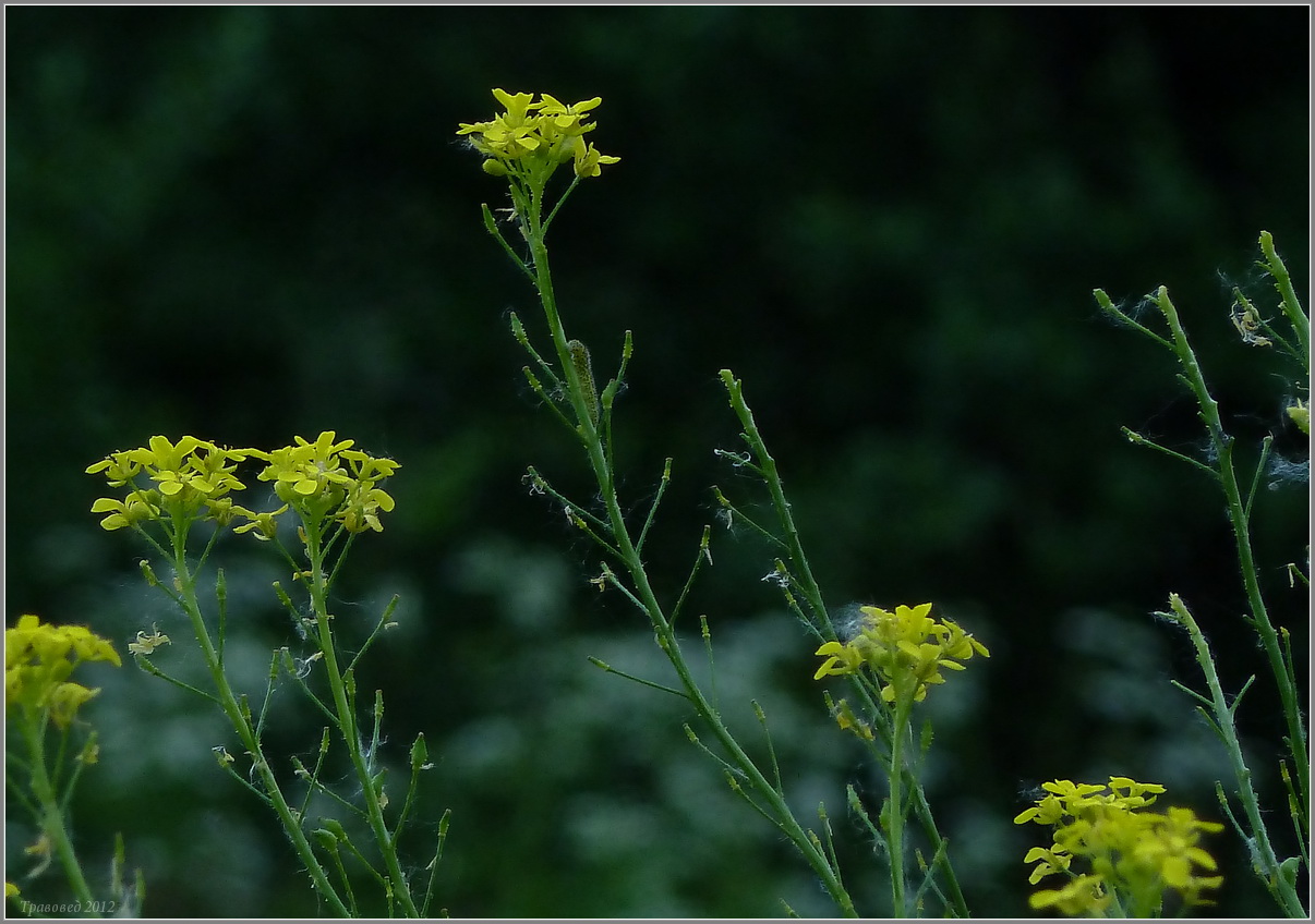 Image of Bunias orientalis specimen.