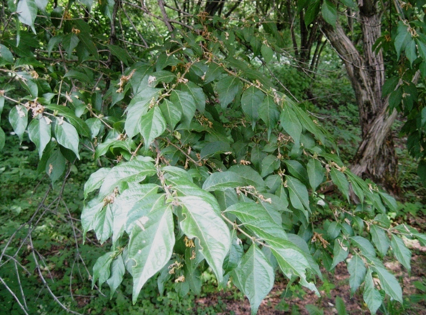 Image of Lonicera demissa specimen.