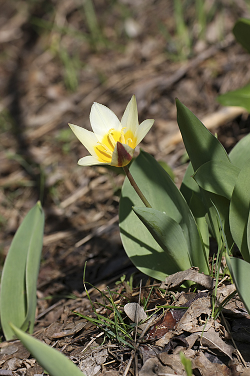 Image of Tulipa berkariensis specimen.