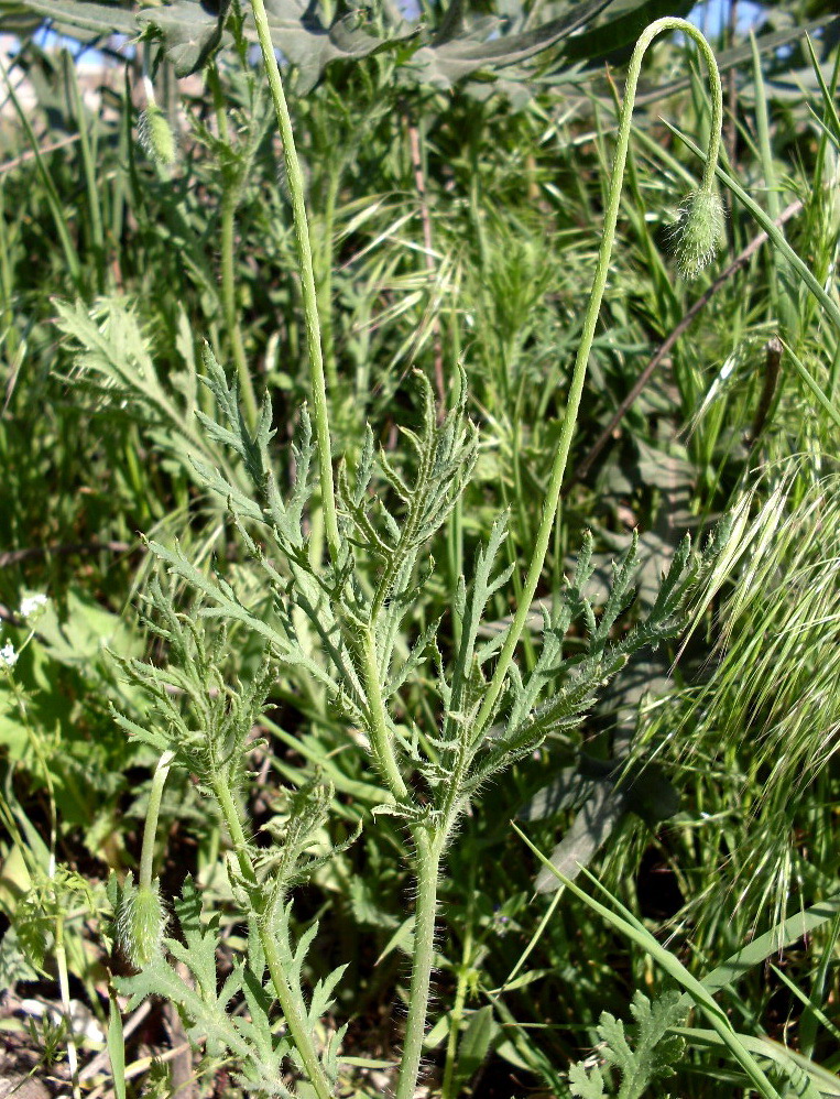 Image of Papaver stevenianum specimen.