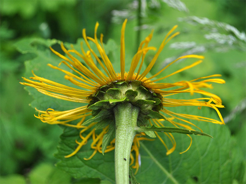 Изображение особи Telekia speciosa.