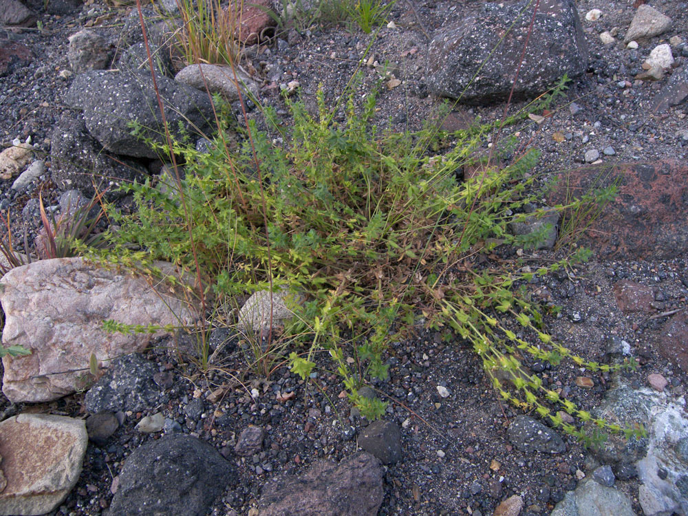 Изображение особи Cruciata rugosa.