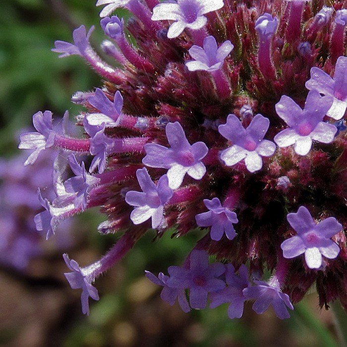 Image of Verbena bonariensis specimen.