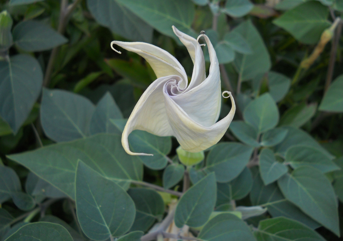 Image of Datura innoxia specimen.