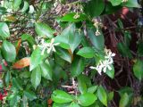 Trachelospermum jasminoides. Верхушки побегов с соцветиями. Монако, Монако-Вилль, сады Сен-Мартен. 19.06.2012.