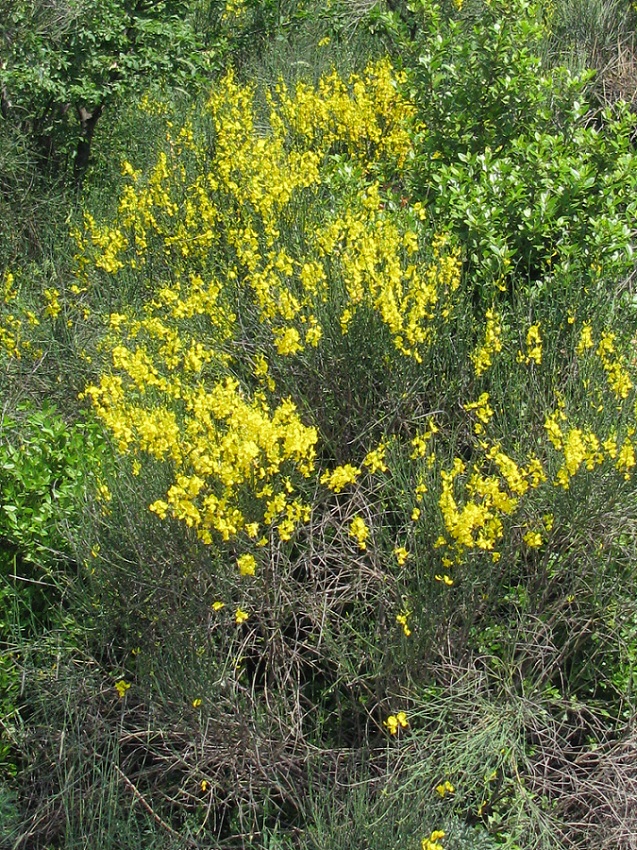 Image of Spartium junceum specimen.