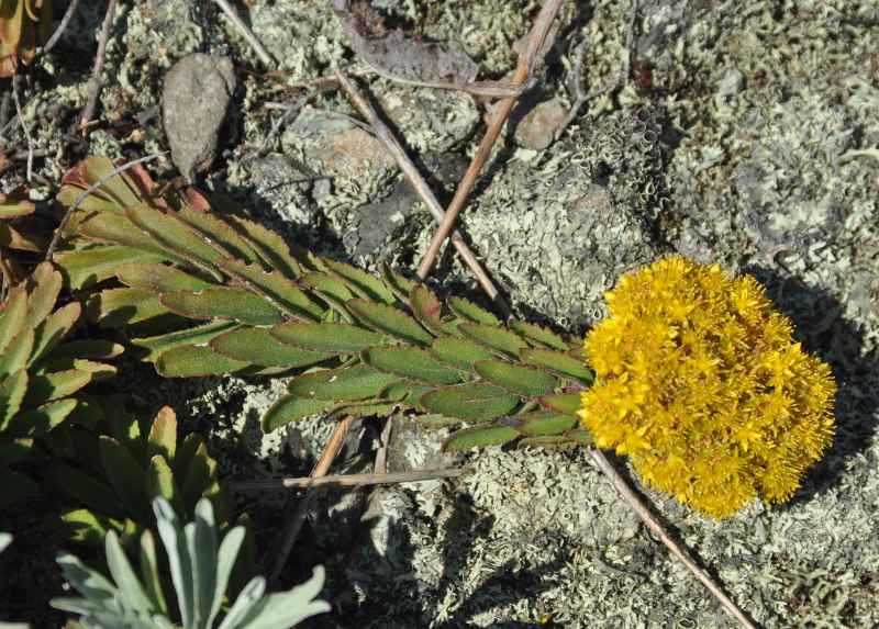 Image of Aizopsis selskiana specimen.