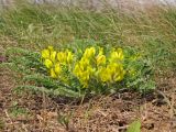 Astragalus henningii. Цветущее растение на степном склоне. Украина, Донецкая обл., Новоазовский р-н, балка Безыменная. 20.04.2013.