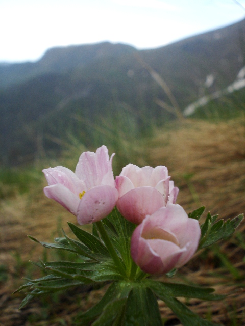 Image of Anemonastrum fasciculatum specimen.