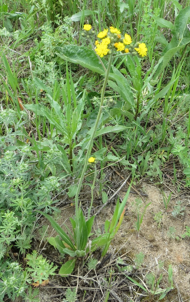 Image of genus Pilosella specimen.