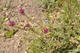 Astragalus sevangensis. Цветущее растение. Армения, Сюник, ущелье реки Воротан. 04.05.2013.